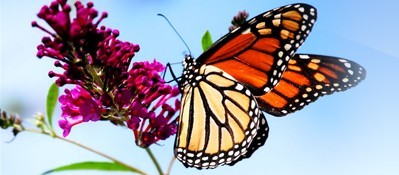  - leptir-monarch-na-cvijecu